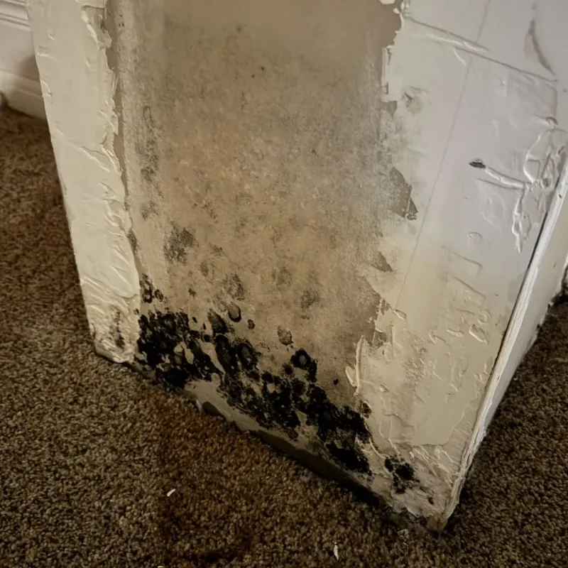 Professional Mold Removal in Maverick County, TX